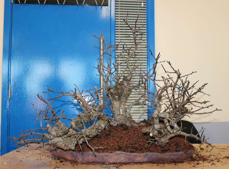 hawthorn raft yamadori bonsai